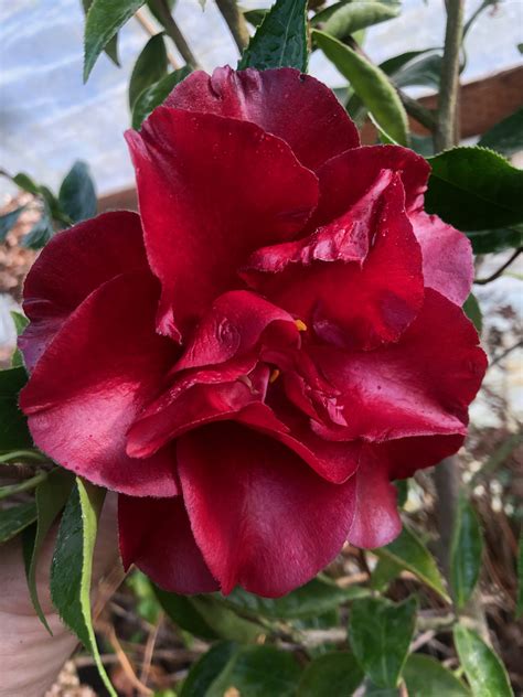 The meaning of Black Magic Camellia Japonica in the language of flowers.